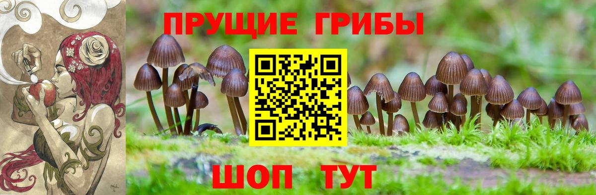 Галлюциногенные грибы Psilocybine cubensis Сегежа